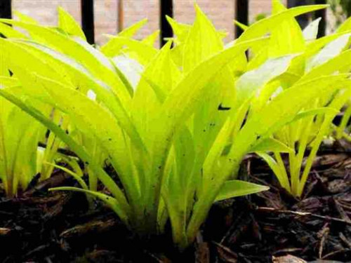 Hosta Munchkin Fire photo made by Randall Goodwin 6