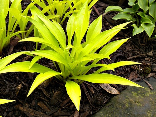 Hosta-Munchkin-Fire__99700.1467123305.500.6598225d093477c7bac.jpg