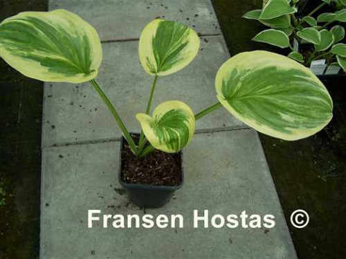 Hosta Outrageous photo made by Fransen Hostas 3