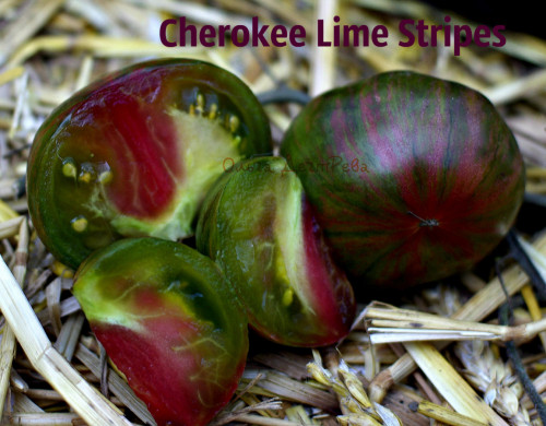 Cherokee-Lime-Stripes5caf179e67a0e64f.jpg
