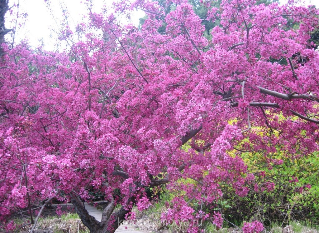 Что цветет розовыми цветами в крыму. Никитский Ботанический сад деревья цветут. Ботанический сад Ялта деревья. Цветущие деревья Никитский Ботанический сад. Деревья Никитского ботанического сада.