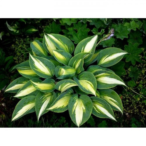 hosta_magic_island-700x7000bfb20b3107a4799.jpg