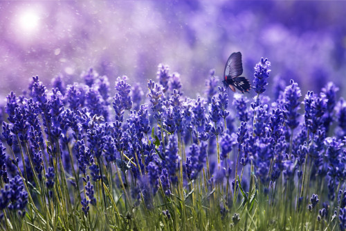 lavanda