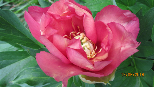 OLD ROSE DANDY в начале цветения