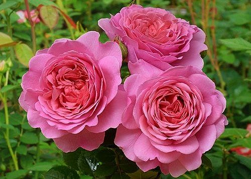8552be82885de321c95ec5d91e297ec3--princess-alexandra-guru57d9ffb5e71db6d0.jpg