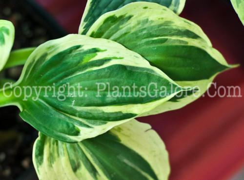 Hosta Hypnosis 0614 1