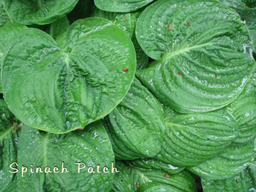 SpinachPatch