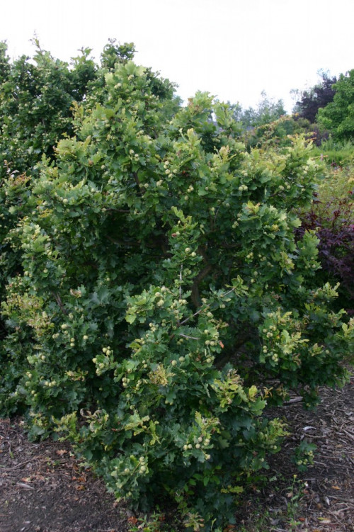 Quercus robur Compacta2 682x1024