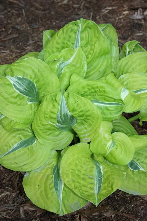 Hosta Time Traveler PPAF (T. Avent 18)