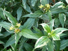 5kdd69-42f85306bdf75717016.jpg