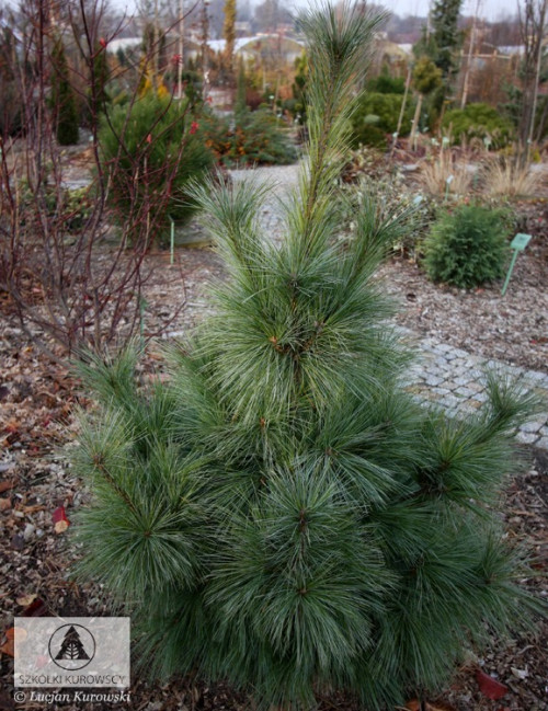 Pinus sch Wiethorst1 big 1
