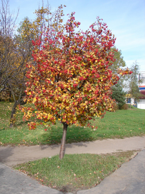 Sorbus intermedia drzewo