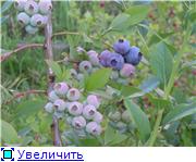 Голубика (Vaccinium corymbosum) - Форум садоводов Твой Сад