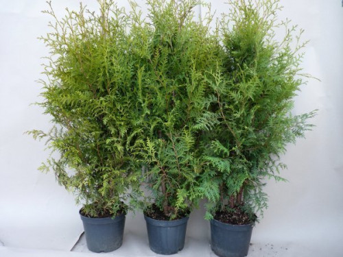 thuja_brabant_pflanze1637c1602104131c.jpg