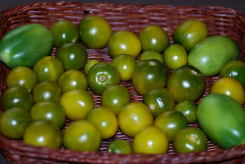 томаты зеленоплодные1