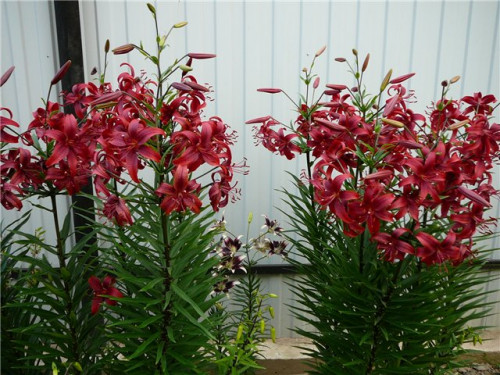 2c7843b45663dcddcf9850635015.jpg