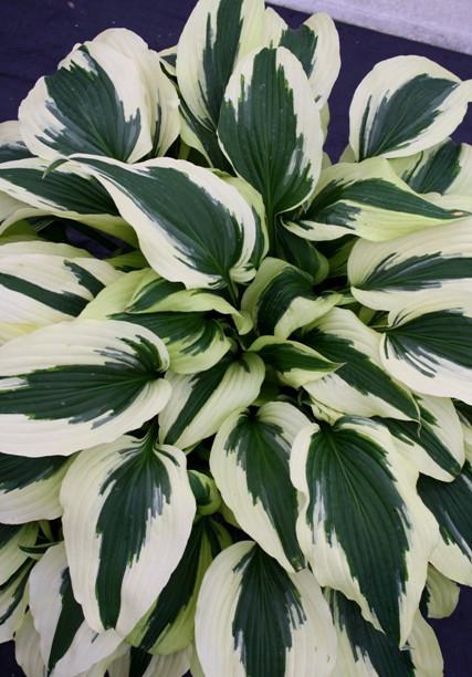Hosta-Ice-Follies-PPAF.i-9617.s-62521.r-1_773a7b4c-4d82-4f1b-a9b3-93f22c85b8c1_1024x1024.jpgv1476669803442d7226af258475.jpg