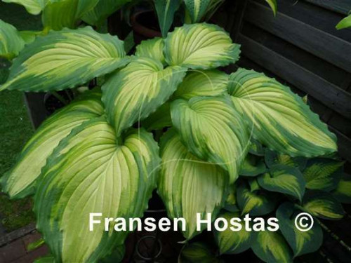 Hosta20Angel-Falls-photo-made-by-Ilona-Moehlenbrock-14192c3315d67bbae7.jpg