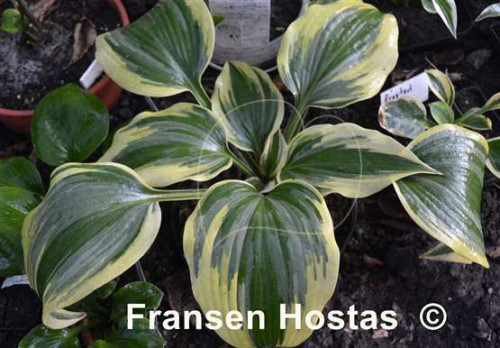 Hosta20Crocodile-Socks-photo-made-by-Tatyana-Yavorskaya-108e891724b68ea8a1.jpg