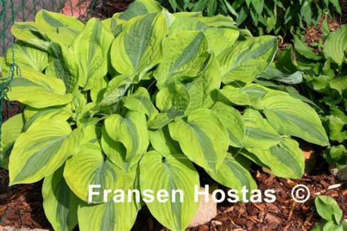 Hosta20Gemini-Moon-photo-made-by-Gromit-21ef9b46e747f71873.jpg