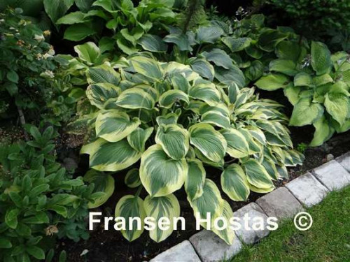 Hosta20Miss-Tokyo-photo-made-by-Odwazna-Aleksandra-6cf55323967874b74.jpg