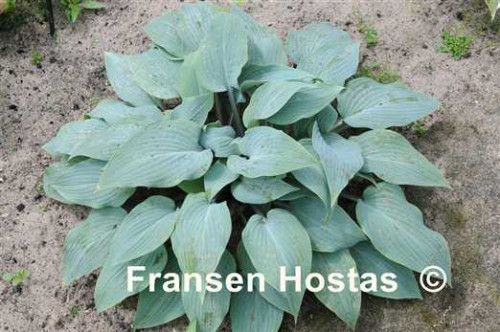 Hosta20Mr.-Blue-photo-made-by-Hugo-Philips-2d80fdd5cc7e8898e.jpg
