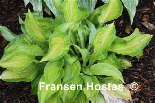 Hosta20Ozark-Welcome-photo-made-by-Kees-Henzen-2908ccd79af6a28ea.jpg