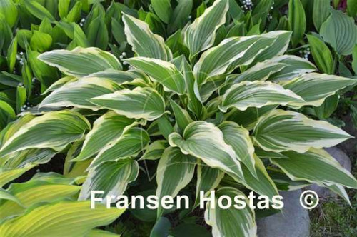 Hosta20Proud-Sentry-photo-made-by-Roman-Mleko-28d77c70e5dbe4efd9.jpg