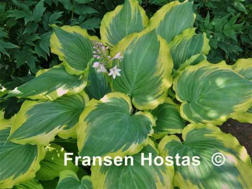 Hosta20Seducer-photo-made-by-Vladimir-Mirka-46aacb5ee4f5c07c69.jpg
