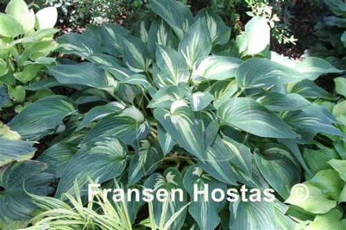 Hosta20Sharp-Dressed-Man-photo-made-by-Kees-Henzen-28e62f9c25950136ca.jpg