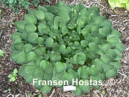 Hosta20Teaspoon-photo-made-by-Hugo-Philips-1457020b7174f9f8c5.jpg
