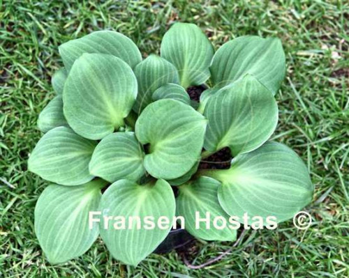 Hosta20Youre-So-Vein-photo-made-by-Gerd-Dreisbach-45b188376e4e97a89.jpg