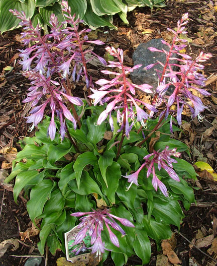 Hosta_Raspberry_Sorbet_clump68f5046852d4d19d.jpg