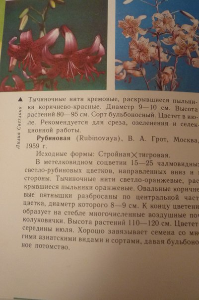 R5NMU6UQowA4917e838ac7fddcd.jpg