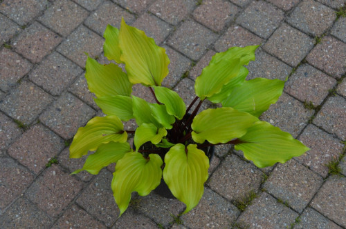 holargarnefe273d2c8607355b.jpg