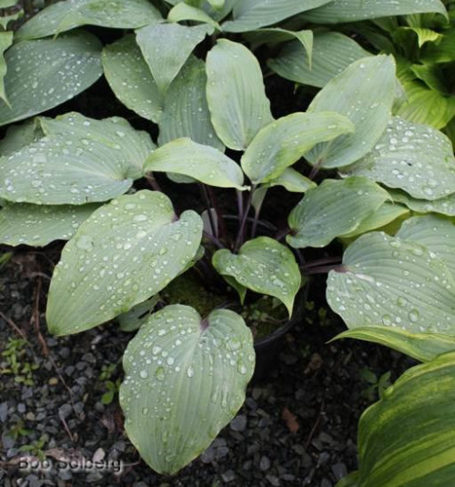 hosta_infatuation_LRGfa81837d888d95b6.jpg