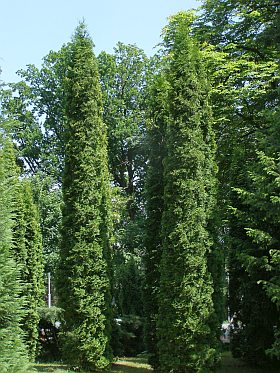 2729-thuja-occidentalis-malonyanab85131353adafd34.jpg