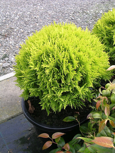 Thuja252520Danica252520Geel1d6403a256228de5.jpg