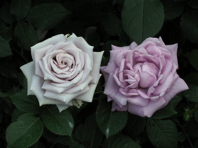 Роза лугдунум фото и описание