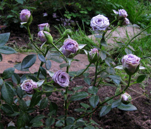 'Indigo'. -Introduced in France by NIRP International in 2007 Florists Rose