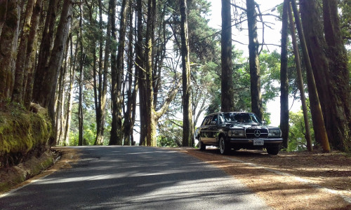 COSTA RICA PINE FOREST. MERCEDES LANG CLASSIC LIMOUSINE ADVENTURES.