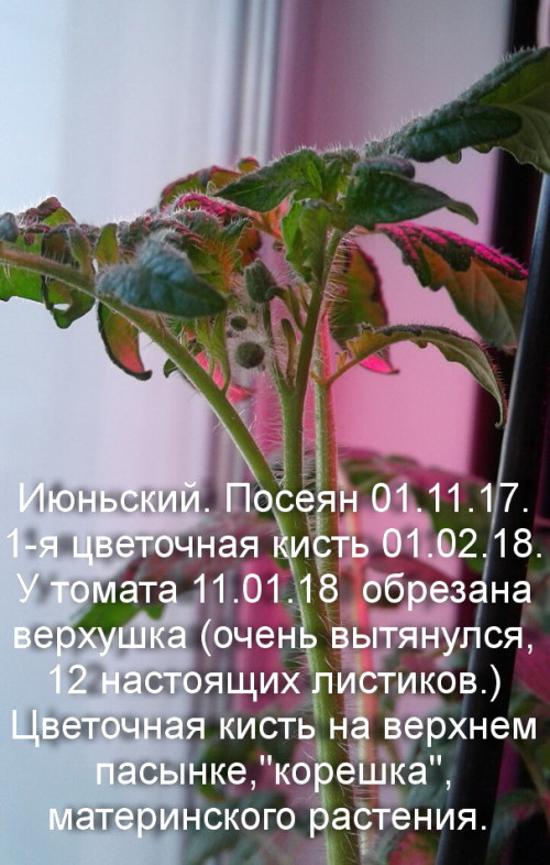 июньский Ноябрьский. корешок. цв.кисть 1.02.18