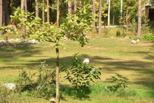 8vnr5u-svp4a493c5db27493c5.jpg