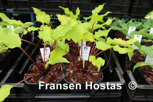 Hosta-Holar-Garnet-Crow-photo-made-by-Fransen-Hostas-2838910e3f880ccde.jpg