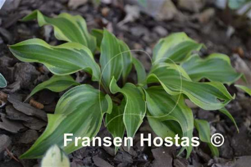 Hosta-Kanzi-photo-made-by-Tatyana-Yavorskaya-5f5fdfe38d1de64ff.jpg