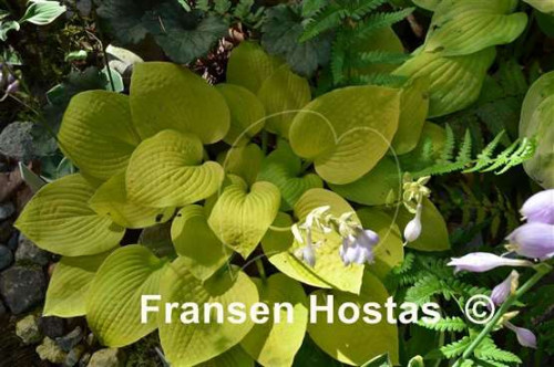 Hosta-Little-Aurora-photo-made-by-Roman-Mleko-11f0dfd010c82bfaa5.jpg