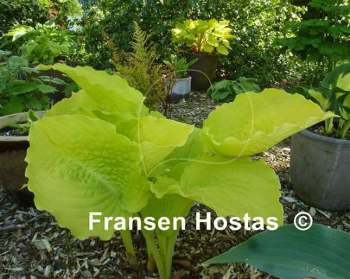 Hosta-Dawns-Early-Light-photo-made-by-Almut-Habschied-2013824876b243dac3.jpg