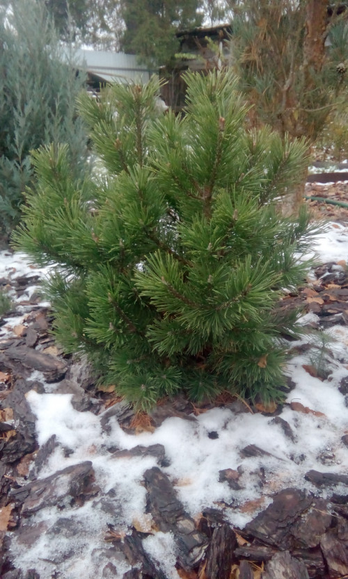 Pinus.mugo.Mops 135741