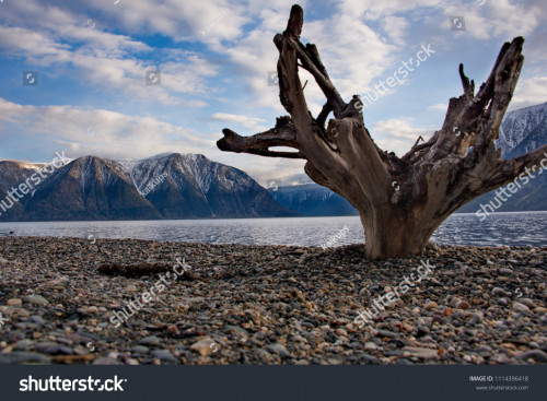 stock photo russia the south of western siberia mountain altai late spring on the shore of lake tele