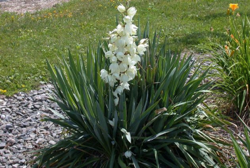 yucca_nitchayac82111bd6d9ef735.jpg